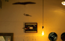 fish_LAMP